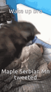 Maple Serbian Man Wakeup GIF - Maple Serbian Man Wakeup Maple Serbian Tweeted GIFs