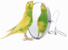 Parrot Mirror GIF - Parrot Mirror GIFs