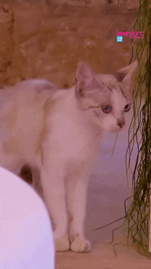 a white cat is standing in front of a wall with love island written on it