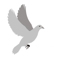 pigeon dove flying bird fly gray