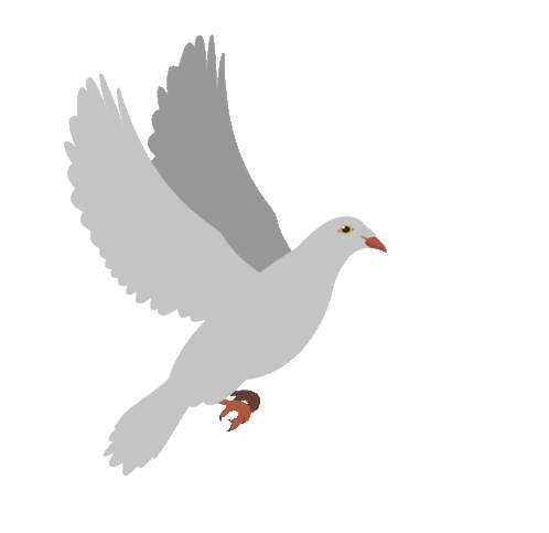 Pigeon Dove Sticker - Pigeon Dove Flying Bird Stickers