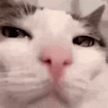 Cat Arrogant GIF - Cat Arrogant GIFs