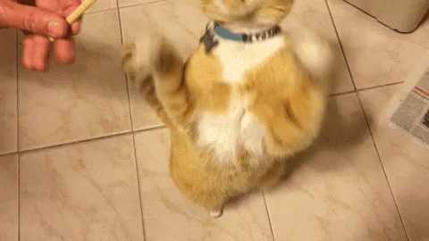 Cat GIF - Cat - Discover & Share GIFs