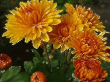 цветы хризантемы GIF - цветы хризантемы GIFs