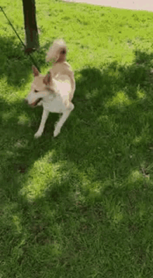 Dogs Sisters GIF - Dogs Sisters Pet GIFs