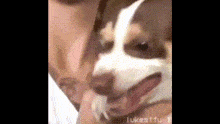 Oh Snap Meme GIF - Oh Snap Meme Dog GIFs