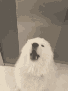 Cute Dog GIF - Cute Dog Samoyed GIFs