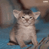 a kitten is sitting on a person 's lap and the word luma is on the bottom of the image