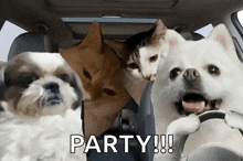 a group of dogs and cats in a car with the word party written on the bottom