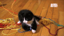 How Did It Come To This? GIF - Cat Kitten Cats GIFs