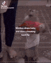 monkey drops baby and does a freaking backflip on a tiled floor
