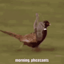 Good Morning GIF - Good Morning Pheasants GIFs