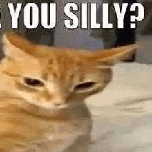 a cat is sitting on a bed and looking at the camera with the words `` you silly '' written above it .