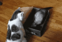Cats Box GIF - Cats Box Sit GIFs