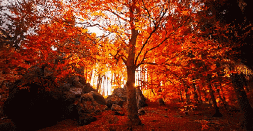 Sun glinting through red Autumn woods