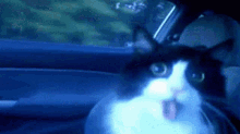 cat in car considerable delay cat in car