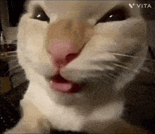 a close up of a cat 's face with its tongue out
