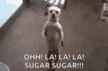 Sugar Sugar Chalalalala GIF - Sugar Sugar Chalalalala Dance GIFs