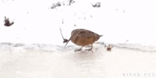 a small bird is walking on a frozen surface .