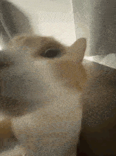 a close up of a cat 's face with its mouth open looking at the camera .