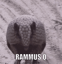 Lol Rammus GIF - Lol Rammus Rammus Q GIFs