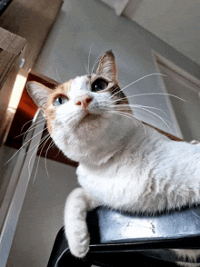 a white and orange cat laying on a black stool