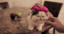 Fatty Cat GIF - Cats Eating Persian GIFs
