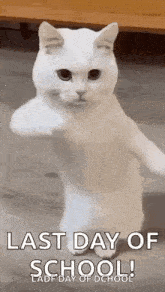 a white cat is standing on its hind legs and giving a thumbs up .