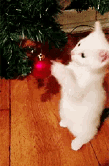 メリークリスマス 猫 ネコ ねこ GIF