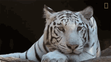 White Tiger Tigers101 GIF - White Tiger Tigers101 Nat Geo Wild GIFs