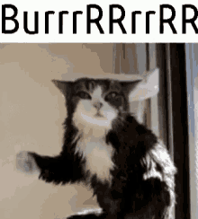 Burr Cat GIF - Cat Bur GIFs
