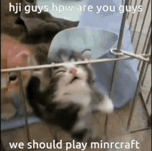 Cat Minecraft GIF