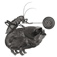 colin raff grotesque creature bug lollipop
