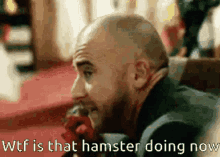Wtf Wtf Is That GIF - Wtf Wtf Is That Hamster GIFs