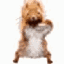 squirrel dancing meme