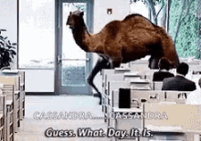 Humpday Guesswhatday GIF