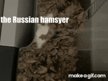 Ivantherussianhamster Pickle GIF - Ivantherussianhamster Pickle GIFs