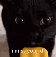 a black cat eating a yellow popsicle with the words " i miss your d " written below it