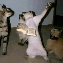 a cat is holding a bible in its paws while other cats look on