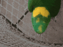 a green parrot with a yellow head is looking up