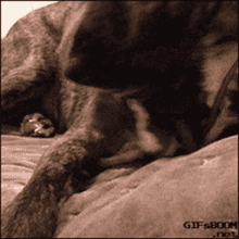 Rat Ratdog GIF - Rat Ratdog Dog GIFs