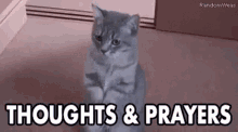 prayers praying thoughts cat cute