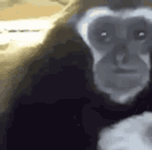 Monkey Sad GIF - Monkey Sad GIFs