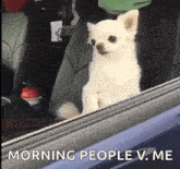a small white chihuahua is sitting in the back seat of a car looking out the window .