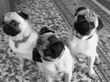 pugs cute funny animals dogs