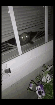 Cat In Window Cats GIF - Cat In Window Cats Good Bye GIFs