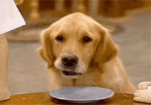 Sad Puppy Aunt Becky Reaction GIF - Sad Puppy Aunt Becky Reaction Full House GIFs