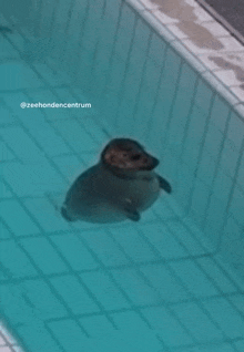 a seal is swimming in a pool with the words zeehondencentrum below it