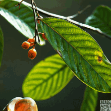 a close up of a leaf with the bbc america logo in the corner