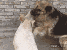 pig dog arguing fighting